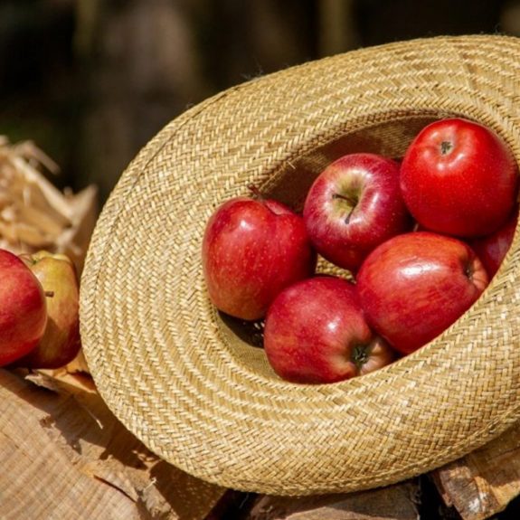 Technologies de refroidissement pour une transformation alimentaire de haute qualité