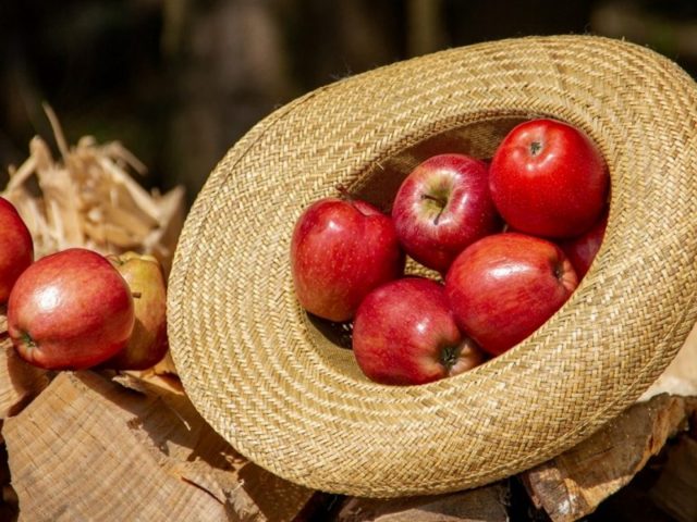 Technologies de refroidissement pour une transformation alimentaire de haute qualité